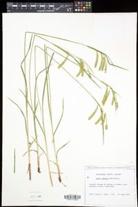 Carex prasina image