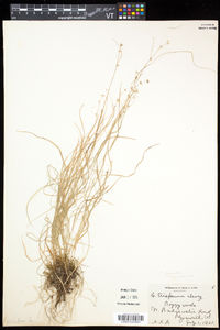 Carex radiata image