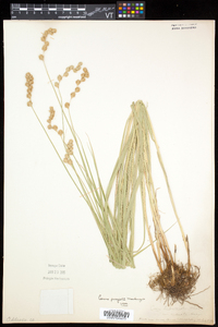 Carex projecta image