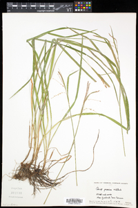 Carex prasina image