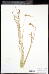 Carex projecta image