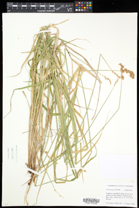 Carex projecta image