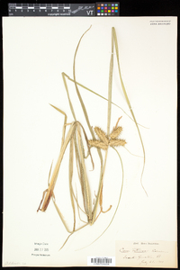 Carex retrorsa image