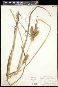 Carex retrorsa image