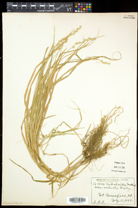 Carex tribuloides var. tribuloides image