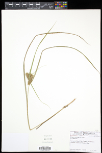 Carex retrorsa image