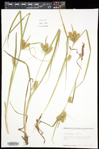 Carex retrorsa image