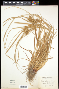 Carex retrorsa image