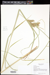 Carex retrorsa image