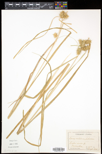 Carex retrorsa image