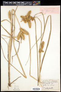 Carex retrorsa image