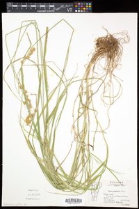 Carex projecta image