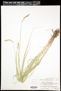 Carex projecta image