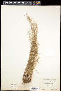 Carex radiata image