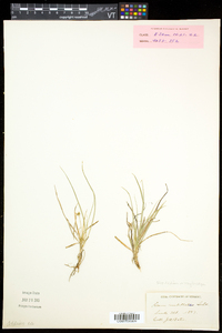 Carex umbellata image