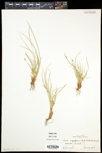 Carex tonsa var. tonsa image