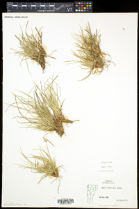 Carex umbellata image