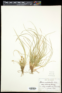 Carex umbellata image