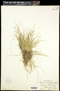 Carex umbellata image