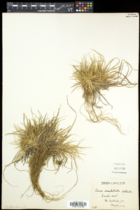 Carex umbellata image