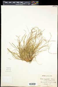 Carex umbellata image