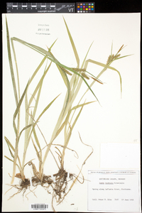 Carex scabrata image