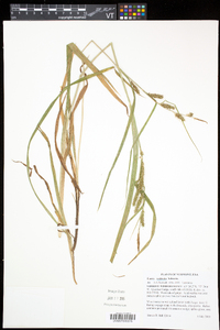 Carex scabrata image
