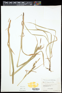 Carex scabrata image