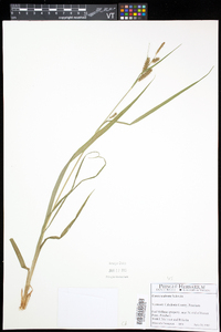 Carex scabrata image