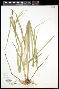 Carex scabrata image