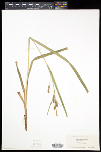 Carex scabrata image