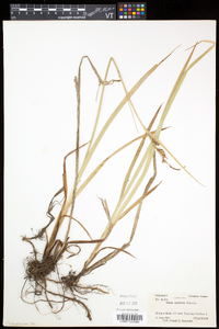 Carex scabrata image