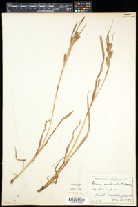 Carex scabrata image