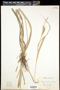 Carex scabrata image