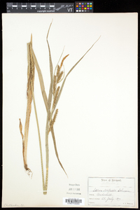 Carex scabrata image