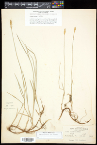 Carex siccata image