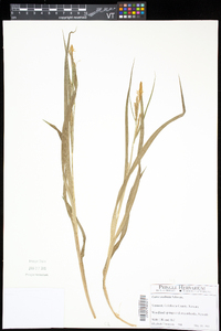 Carex scabrata image