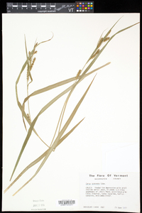 Carex scabrata image