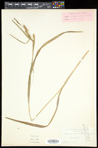 Carex scabrata image