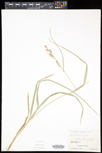 Carex scabrata image
