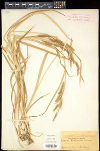 Carex scabrata image