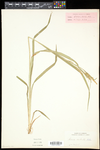 Carex scabrata image