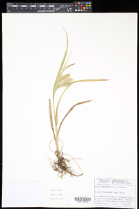 Carex schweinitzii image