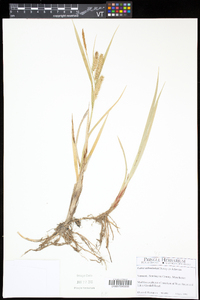 Carex schweinitzii image