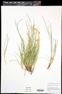 Carex tonsa image