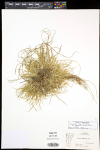 Carex tonsa var. rugosperma image