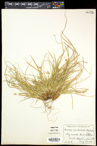 Carex tonsa image