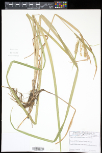 Carex schweinitzii image