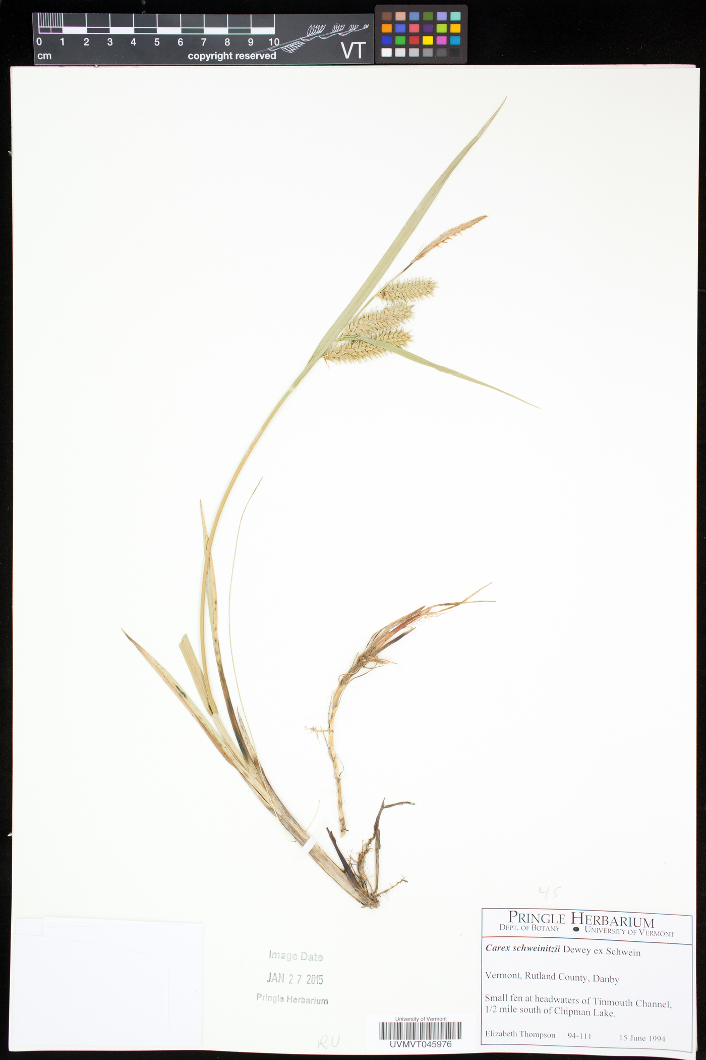 Carex schweinitzii image