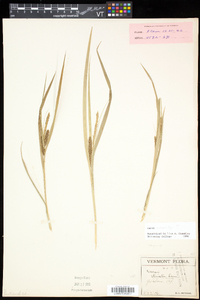 Carex schweinitzii image